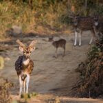 Jim Corbett National Park